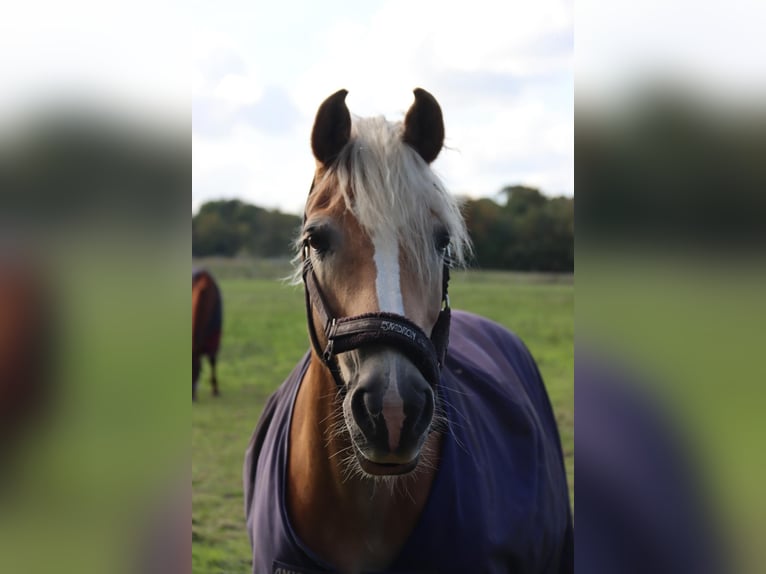 Haflinger Wallach 18 Jahre 143 cm Fuchs in Mielkendorf
