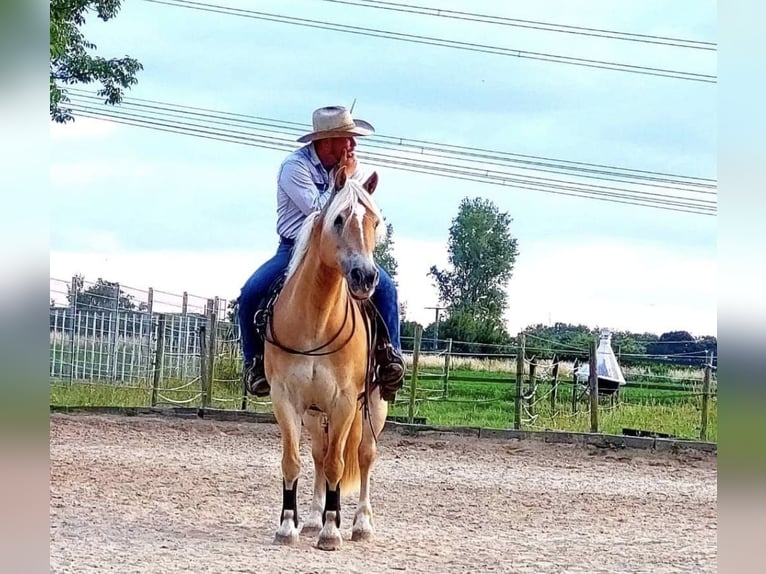 Haflinger Wallach 18 Jahre 147 cm Fuchs in Piding