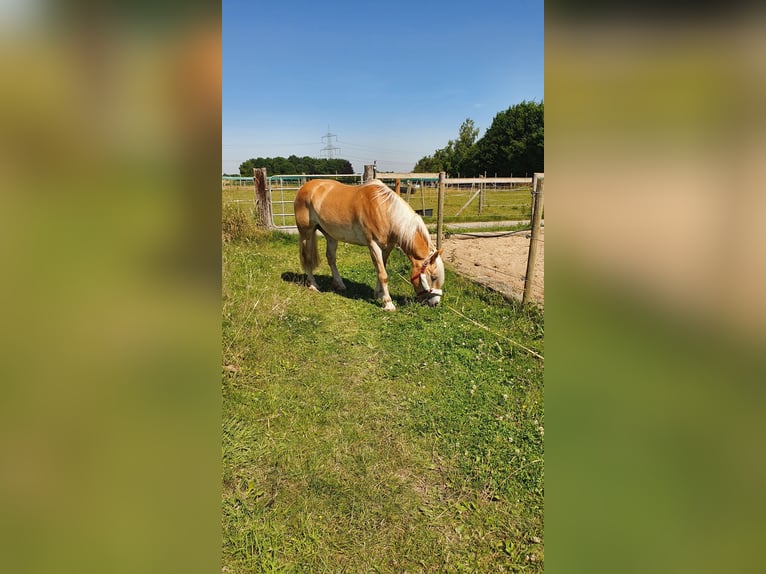 Haflinger Wallach 18 Jahre 147 cm Fuchs in Piding