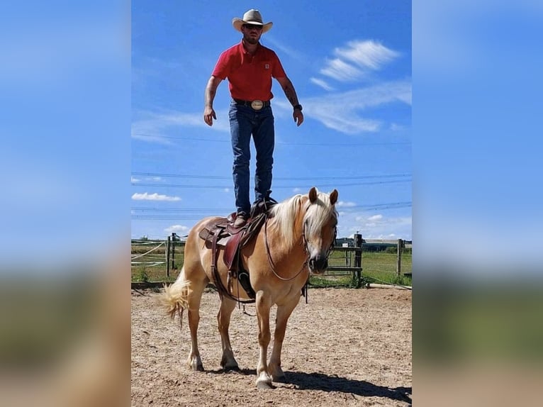 Haflinger Wallach 18 Jahre 147 cm Fuchs in Piding