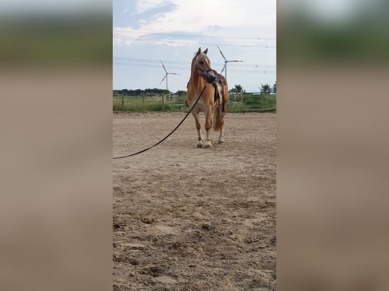 Haflinger Wallach 18 Jahre 147 cm Fuchs in Piding