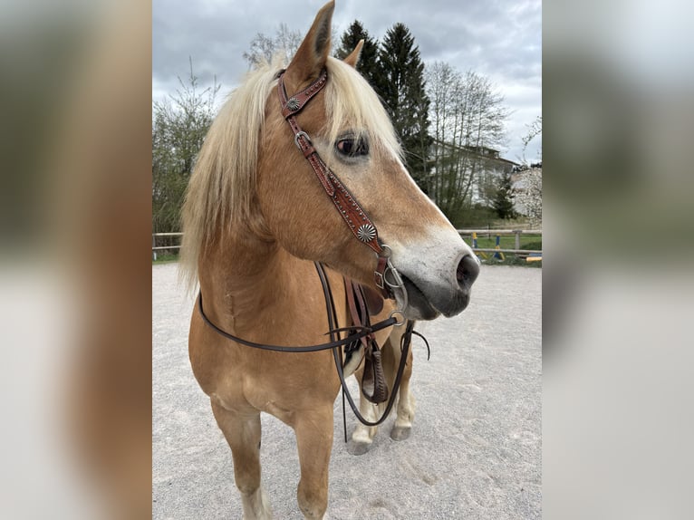 Haflinger Wallach 18 Jahre 148 cm in F&#xFC;ssen
