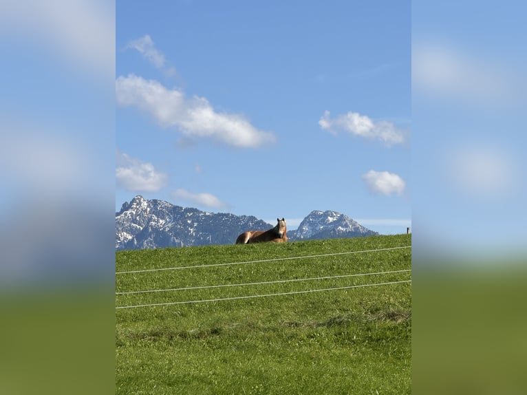 Haflinger Wallach 18 Jahre 148 cm in F&#xFC;ssen