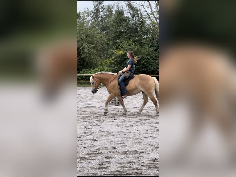 Haflinger Wallach 18 Jahre 148 cm in F&#xFC;ssen