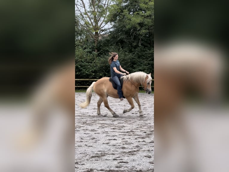 Haflinger Wallach 18 Jahre 148 cm in F&#xFC;ssen