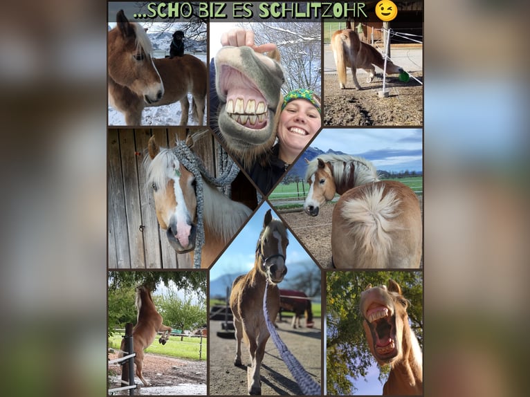 Haflinger Wallach 18 Jahre 148 cm Fuchs in Basadingen