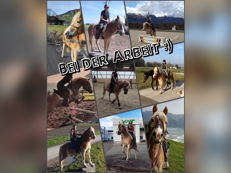 Haflinger Wallach 18 Jahre 148 cm Fuchs in Basadingen