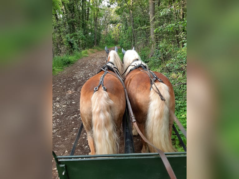 Haflinger Wallach 18 Jahre 150 cm  in Ober-Hilbersheim