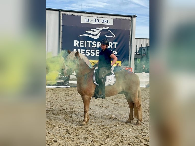 Haflinger Wallach 18 Jahre 152 cm Fuchs in Weiterstadt