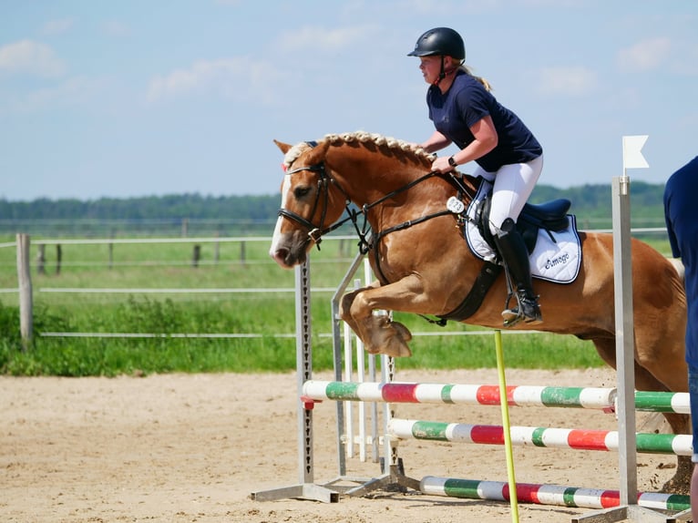 Haflinger Wallach 18 Jahre 152 cm Fuchs in Weiterstadt
