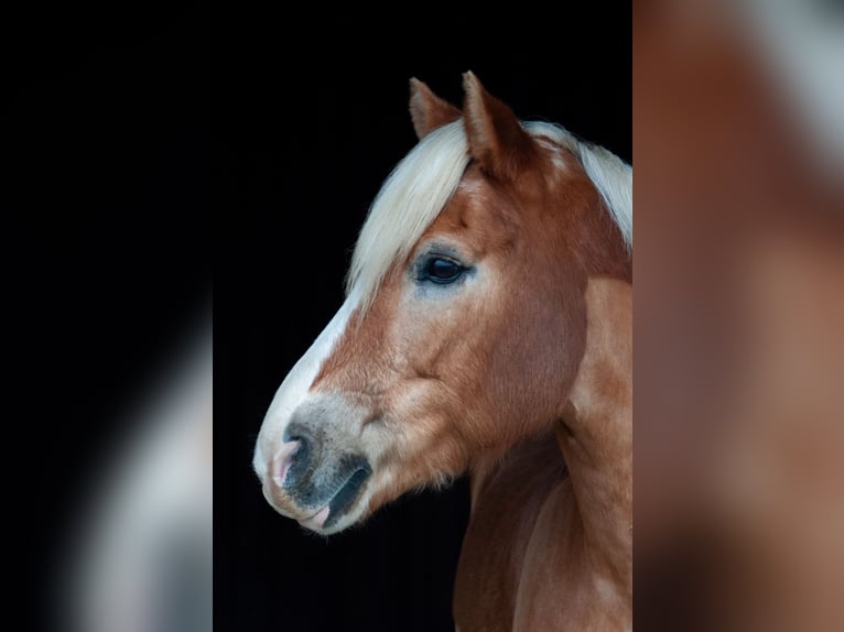 Haflinger Wallach 18 Jahre 152 cm Fuchs in Weiterstadt