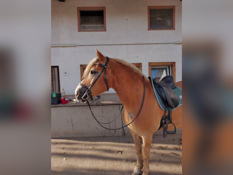 Haflinger Wallach 18 Jahre 152 cm Fuchs in Weiterstadt