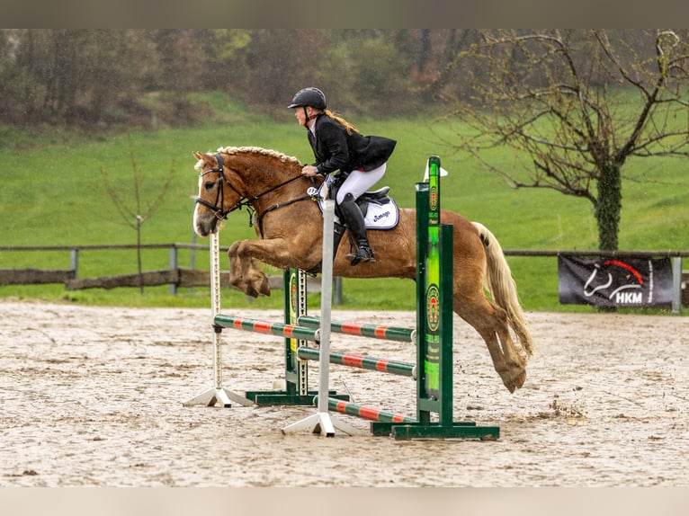 Haflinger Wallach 18 Jahre 152 cm Fuchs in Weiterstadt