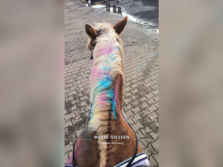 Haflinger Wallach 18 Jahre 152 cm Fuchs in Weiterstadt