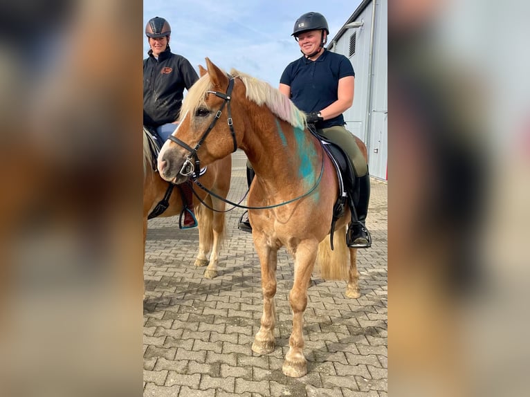 Haflinger Wallach 18 Jahre 152 cm Fuchs in Weiterstadt