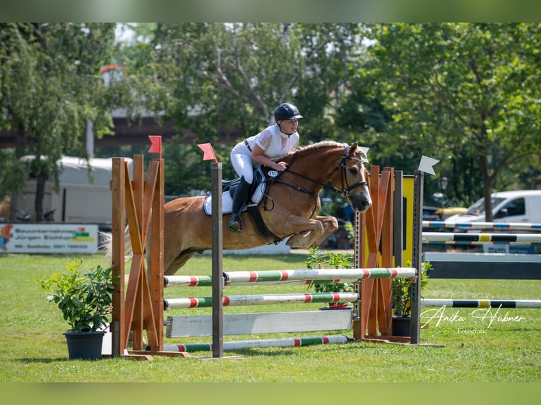 Haflinger Wallach 18 Jahre 152 cm Fuchs in Weiterstadt
