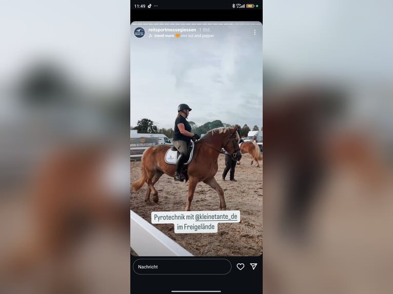 Haflinger Wallach 18 Jahre 152 cm Fuchs in Weiterstadt