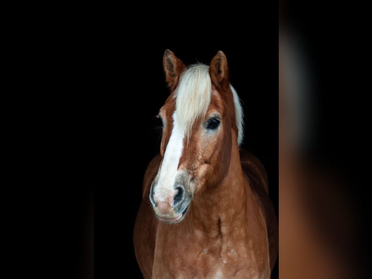 Haflinger Wallach 18 Jahre 152 cm Fuchs in Weiterstadt