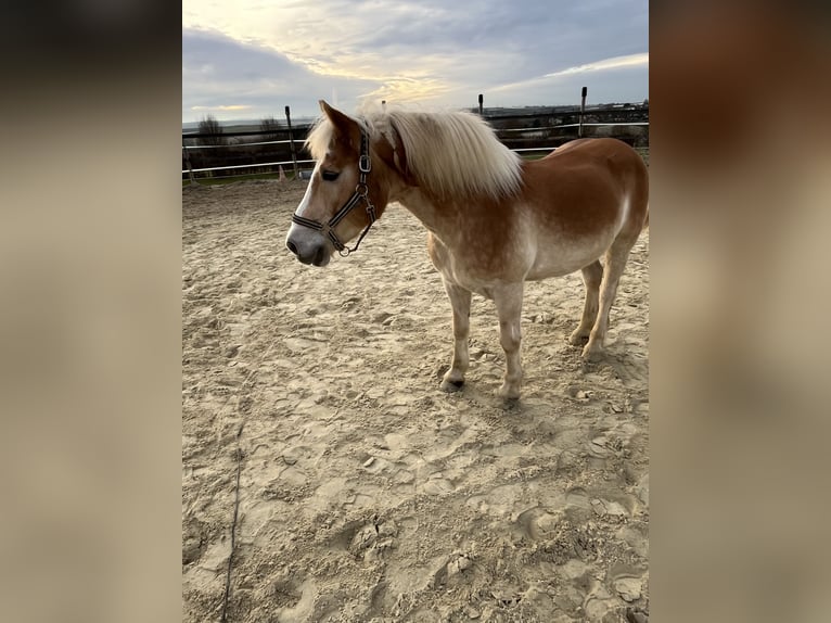 Haflinger Wallach 18 Jahre 153 cm Hellbrauner in Grafschaft