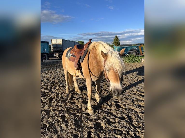 Haflinger Wallach 18 Jahre 155 cm in Winterlingen