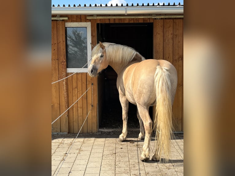 Haflinger Wallach 18 Jahre 155 cm in Winterlingen