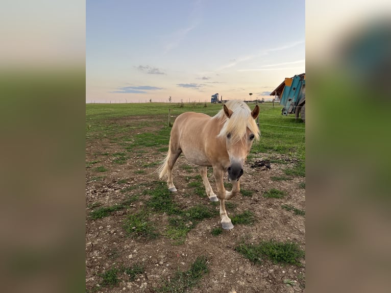 Haflinger Wallach 18 Jahre 155 cm in Winterlingen
