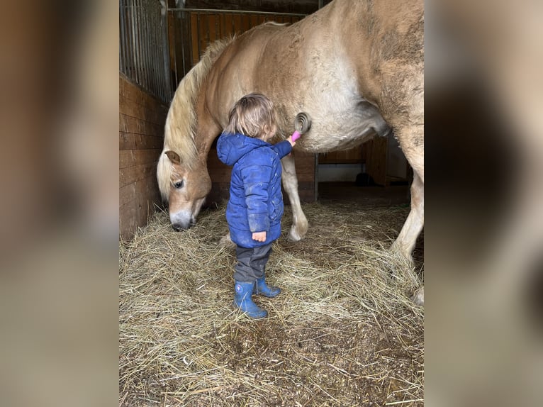 Haflinger Wallach 18 Jahre 155 cm in Winterlingen