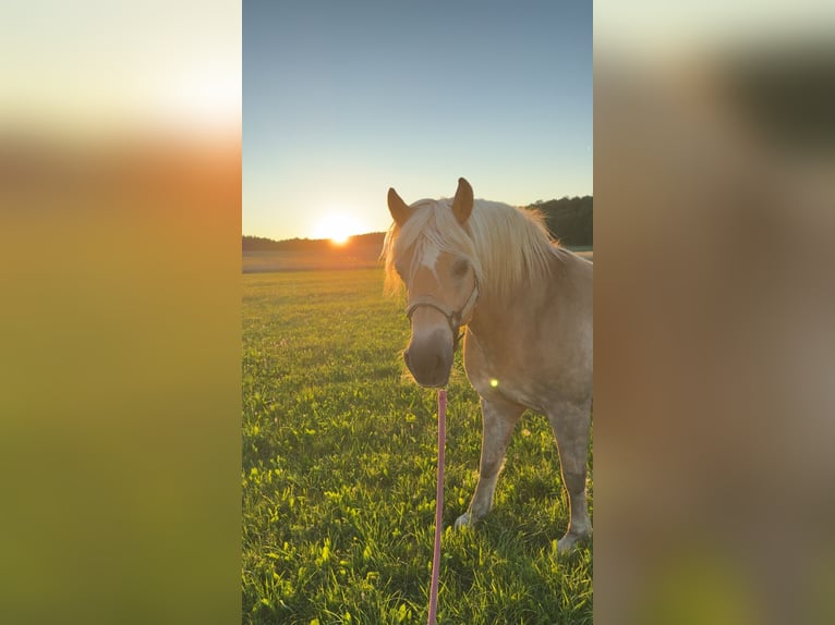 Haflinger Wallach 18 Jahre 155 cm in Winterlingen