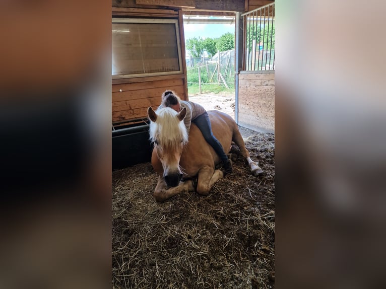 Haflinger Wallach 18 Jahre 155 cm in Winterlingen
