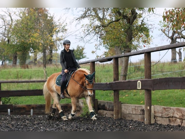Haflinger Wallach 18 Jahre Hellbrauner in Dresde