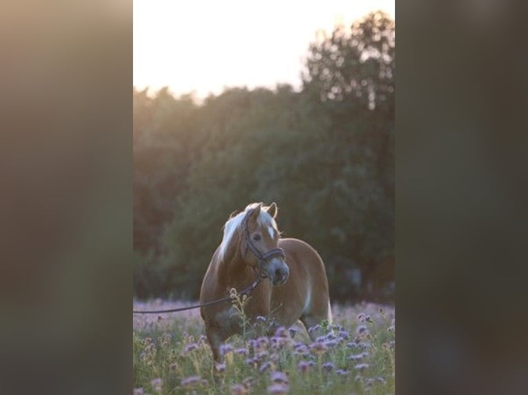 Haflinger Wallach 18 Jahre Hellbrauner in Dresde