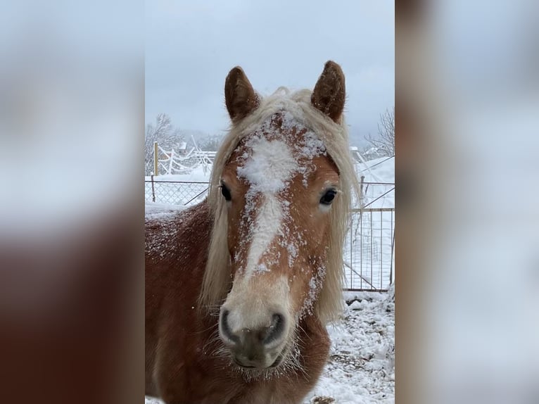 Haflinger Wallach 18 Jahre in st. florian