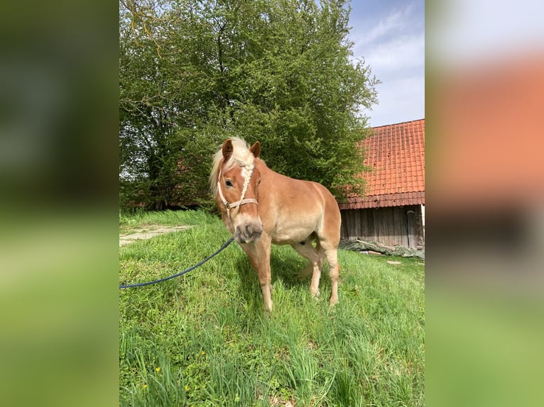 Haflinger Wallach 18 Jahre in st. florian