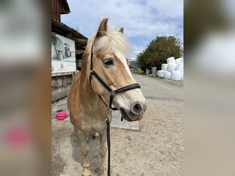 Haflinger Wallach 19 Jahre 135 cm Fuchs in Wetzikon TG