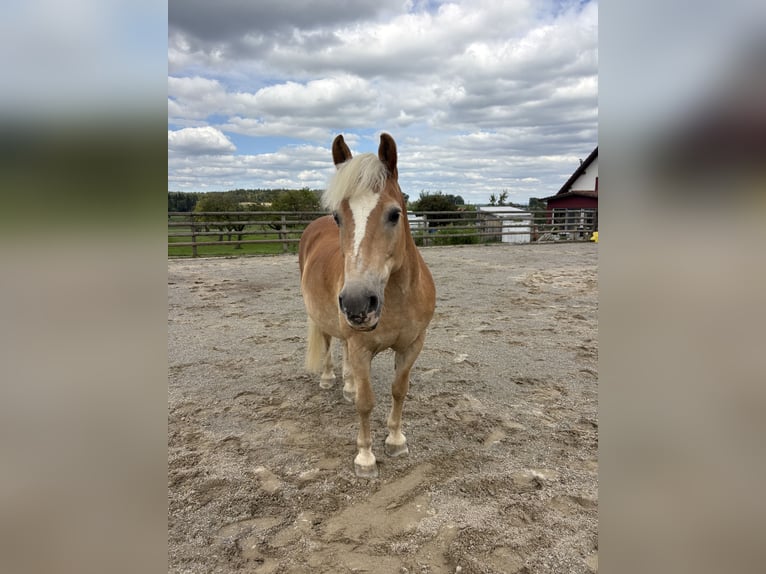 Haflinger Wallach 19 Jahre 135 cm Fuchs in Wetzikon TG