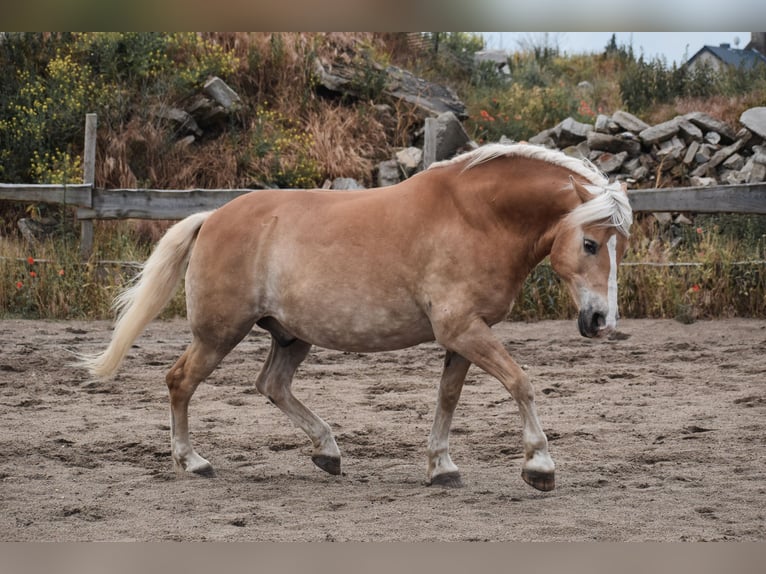 Haflinger Wallach 19 Jahre 147 cm Fuchs in Großziethen/ Jühnsdorf