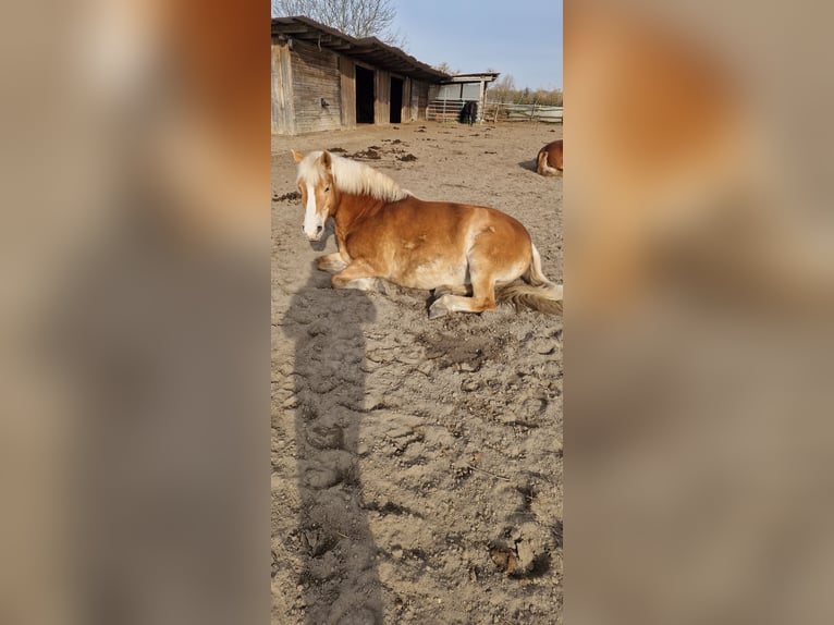 Haflinger Wallach 19 Jahre 147 cm Fuchs in Großziethen/ Jühnsdorf