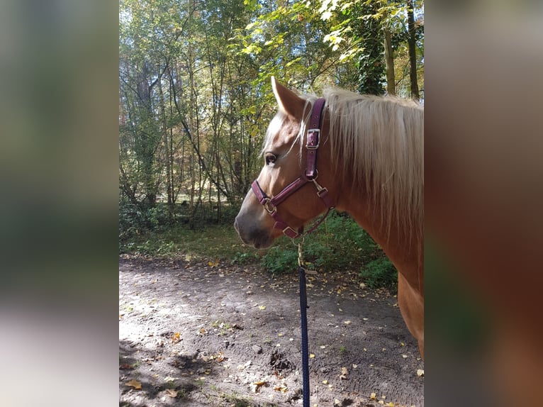 Haflinger Wallach 19 Jahre 147 cm Fuchs in Großziethen/ Jühnsdorf