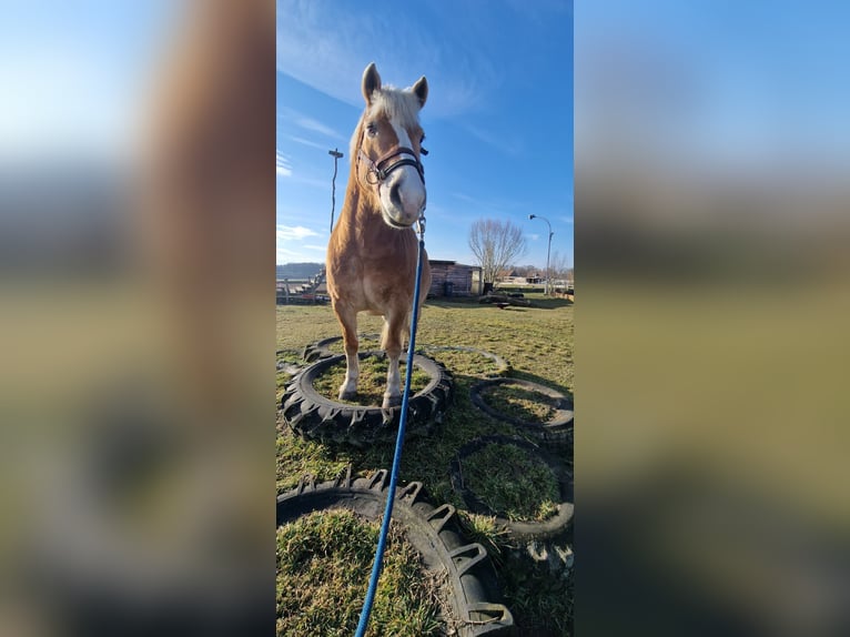 Haflinger Wallach 19 Jahre 147 cm Fuchs in Großziethen/ Jühnsdorf