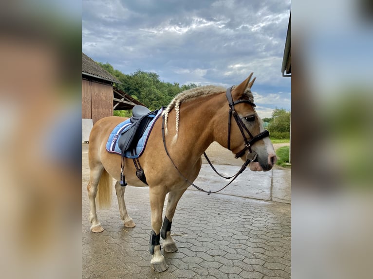 Haflinger Wallach 19 Jahre 147 cm Fuchs in Springe
