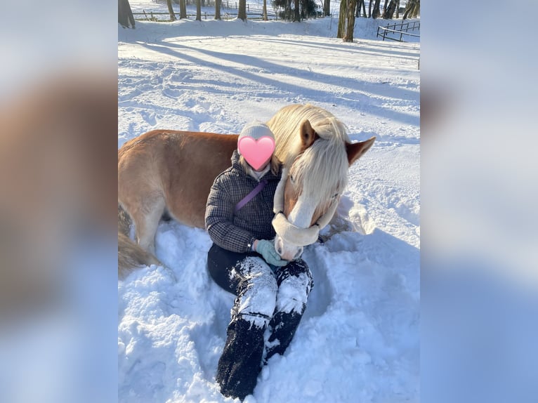 Haflinger Wallach 19 Jahre 147 cm Fuchs in Springe