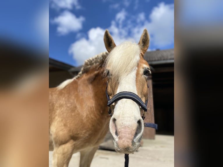 Haflinger Wallach 19 Jahre 147 cm Fuchs in Springe