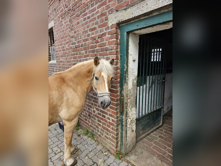 Haflinger Wallach 19 Jahre 148 cm Fuchs in Wickede