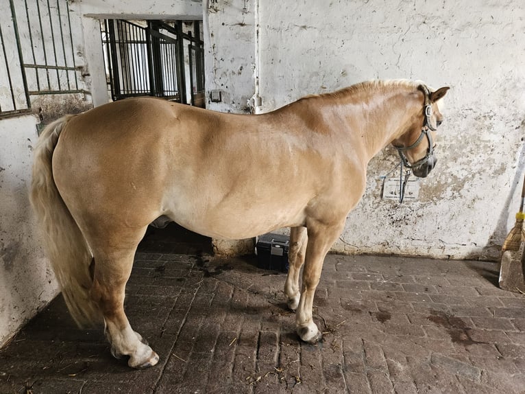 Haflinger Wallach 19 Jahre 148 cm Fuchs in Wickede