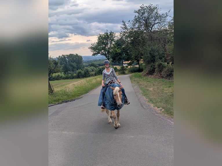 Haflinger Wallach 19 Jahre 148 cm Fuchs in Wickede