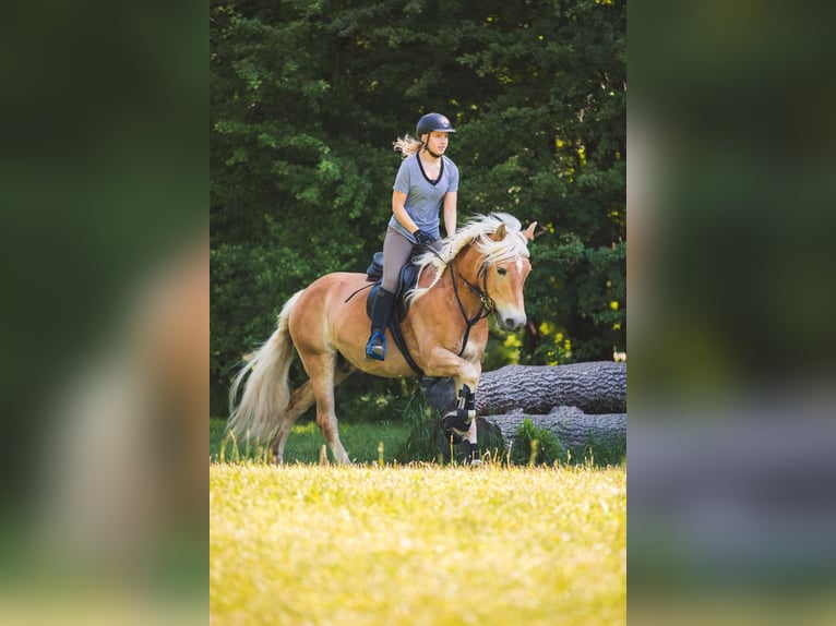 Haflinger Wallach 19 Jahre 151 cm  in Penzberg