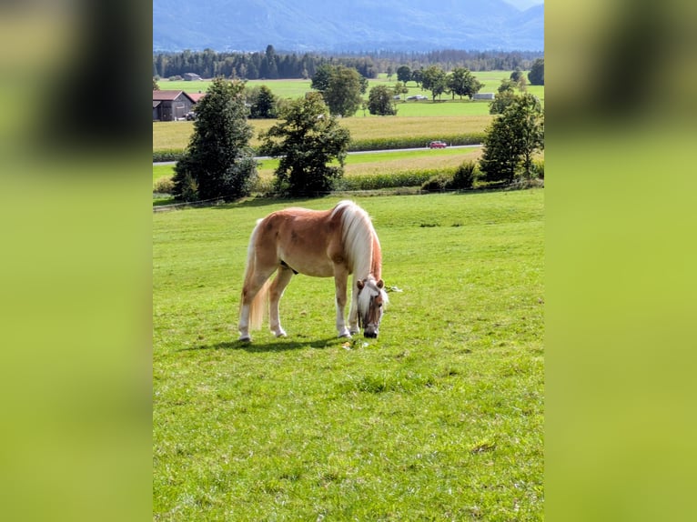 Haflinger Wallach 19 Jahre 151 cm  in Penzberg