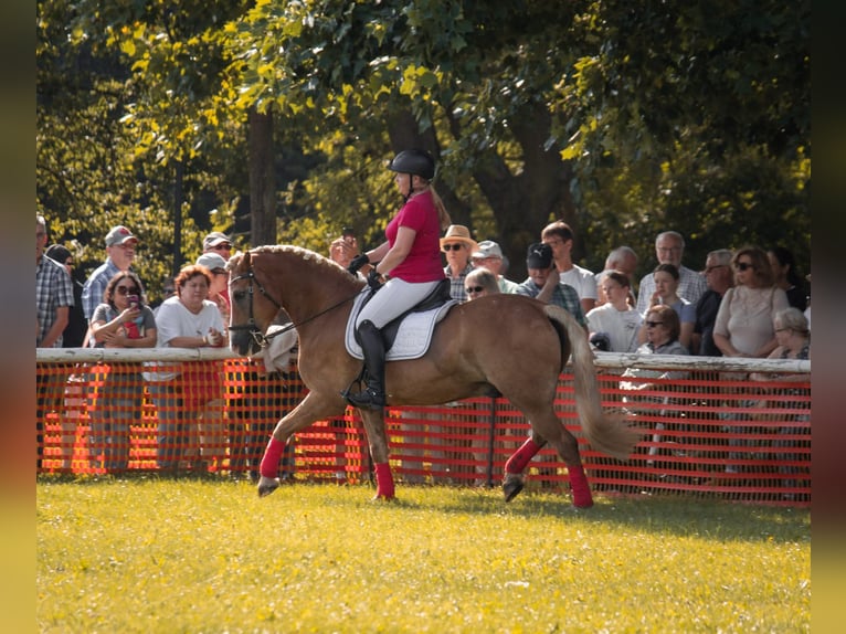 Haflinger Wallach 19 Jahre 152 cm Fuchs in Weiterstadt