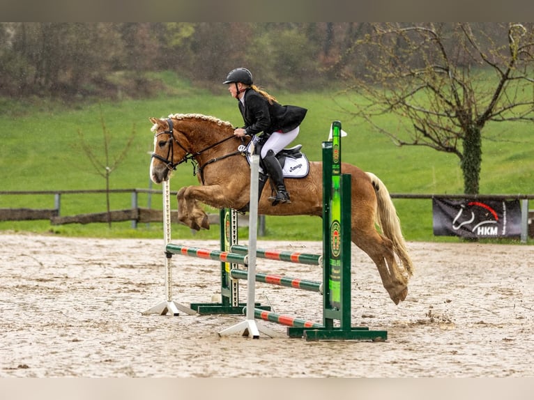 Haflinger Wallach 19 Jahre 152 cm Fuchs in Weiterstadt