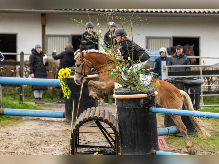 Haflinger Wallach 19 Jahre 152 cm Fuchs in Weiterstadt